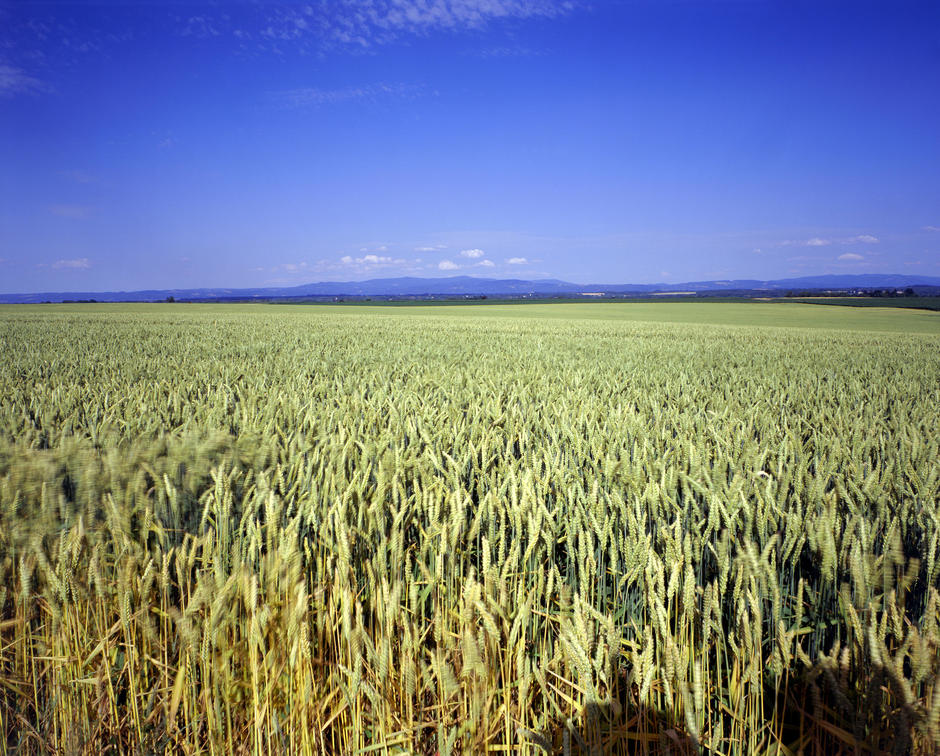 Vegetal-based products and green chemistry